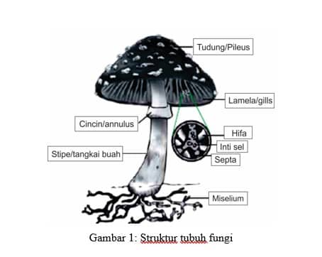 Detail Gambar Fungi Basidiomycotina Nomer 22