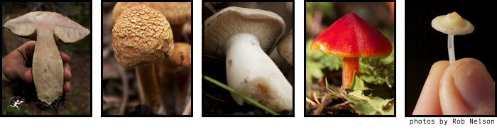 Detail Gambar Fungi Basidiomycotina Nomer 23