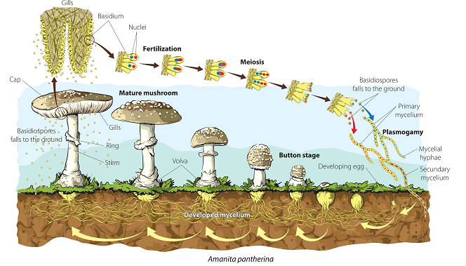 Detail Gambar Fungi Basidiomycotina Nomer 24