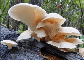 Detail Gambar Fungi Basidiomycotina Nomer 26