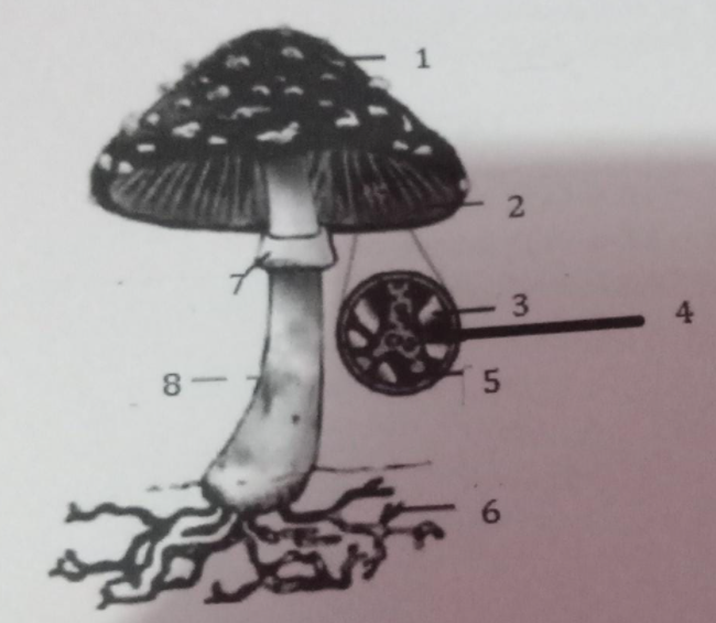 Detail Gambar Fungi Basidiomycotina Nomer 31