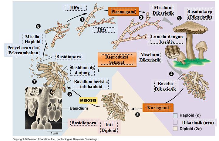 Detail Gambar Fungi Basidiomycotina Nomer 37