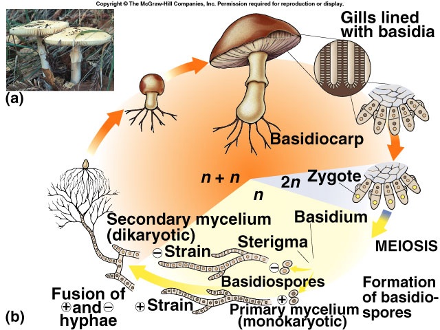 Detail Gambar Fungi Basidiomycotina Nomer 39