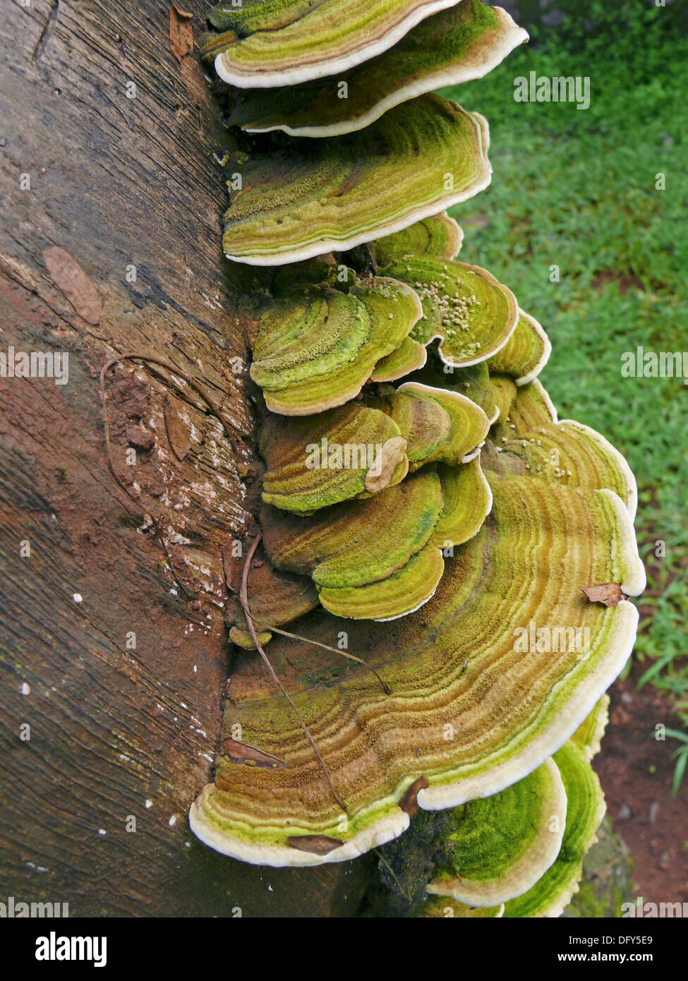 Detail Gambar Fungi Basidiomycotina Nomer 41