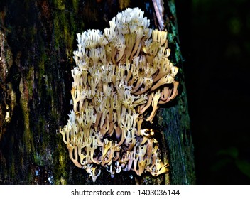 Detail Gambar Fungi Basidiomycotina Nomer 42