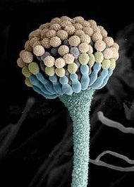 Detail Gambar Fungi Deuteromycotina Nomer 2