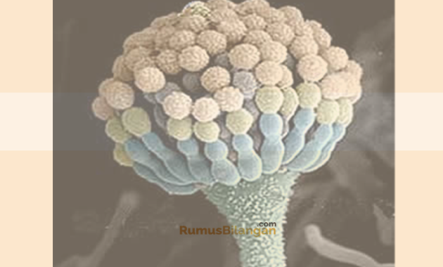 Detail Gambar Fungi Deuteromycotina Nomer 15