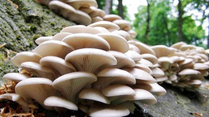 Detail Gambar Fungi Deuteromycotina Nomer 16