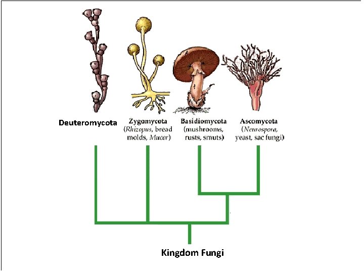 Detail Gambar Fungi Deuteromycotina Nomer 17