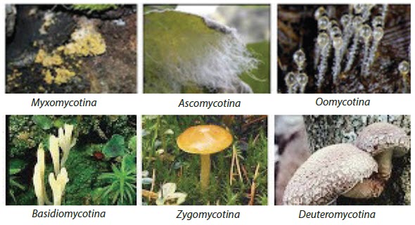 Detail Gambar Fungi Deuteromycotina Nomer 18