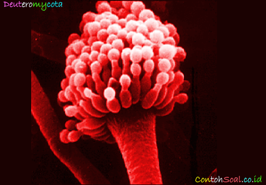 Detail Gambar Fungi Deuteromycotina Nomer 4