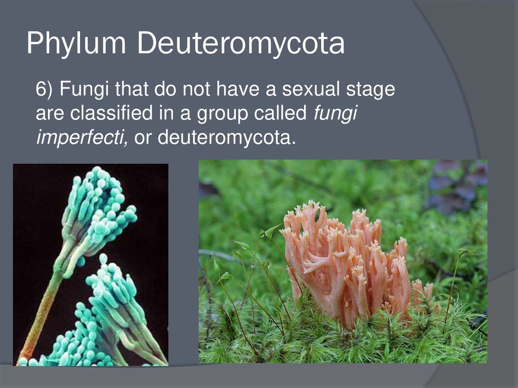 Detail Gambar Fungi Deuteromycotina Nomer 24