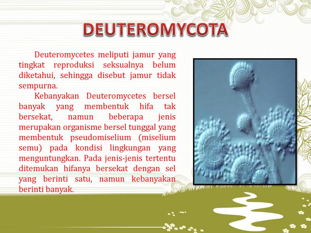 Detail Gambar Fungi Deuteromycotina Nomer 26