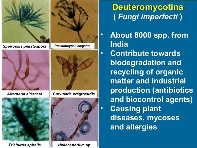 Detail Gambar Fungi Deuteromycotina Nomer 29