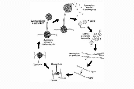 Detail Gambar Fungi Deuteromycotina Nomer 5