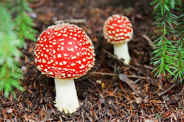 Detail Gambar Fungi Deuteromycotina Nomer 40