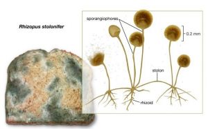 Detail Gambar Fungi Zygomycotina Nomer 13
