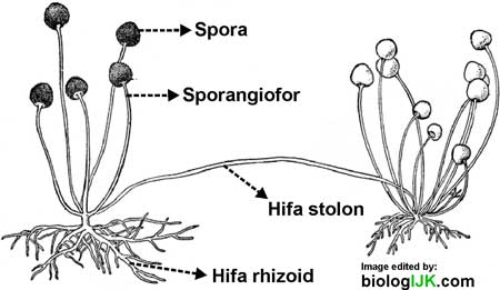 Detail Gambar Fungi Zygomycotina Nomer 2