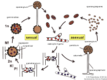 Detail Gambar Fungi Zygomycotina Nomer 3