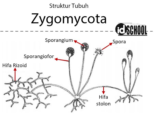 Detail Gambar Fungi Zygomycotina Nomer 6