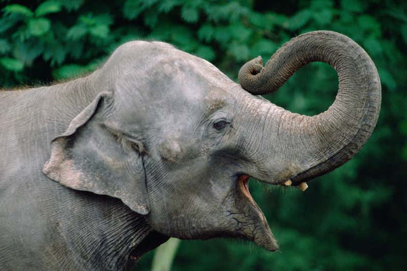 Detail Gambar Gading Gajah Nomer 42