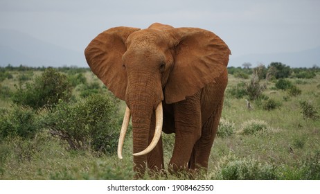 Detail Gambar Gajah Nomer 48