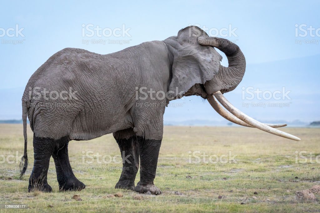 Detail Gambar Gajah Besar Nomer 26