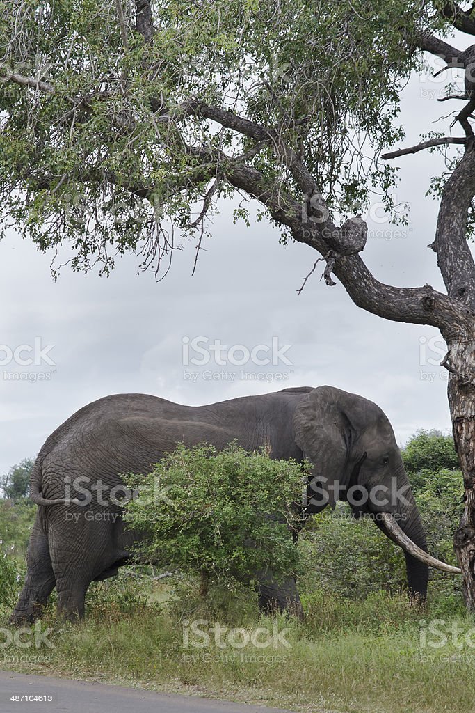 Detail Gambar Gajah Besar Nomer 46
