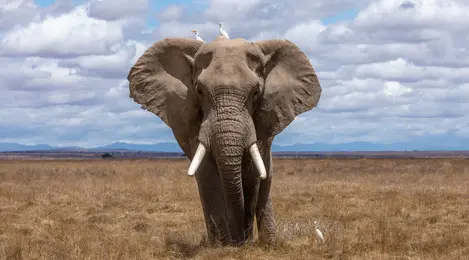 Detail Gambar Gajah Gambar Gajah Nomer 50