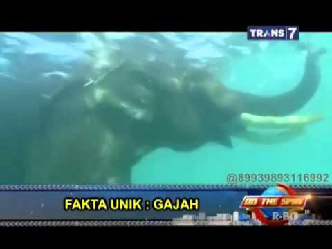 Gambar Gajah Gambar Hiu - KibrisPDR