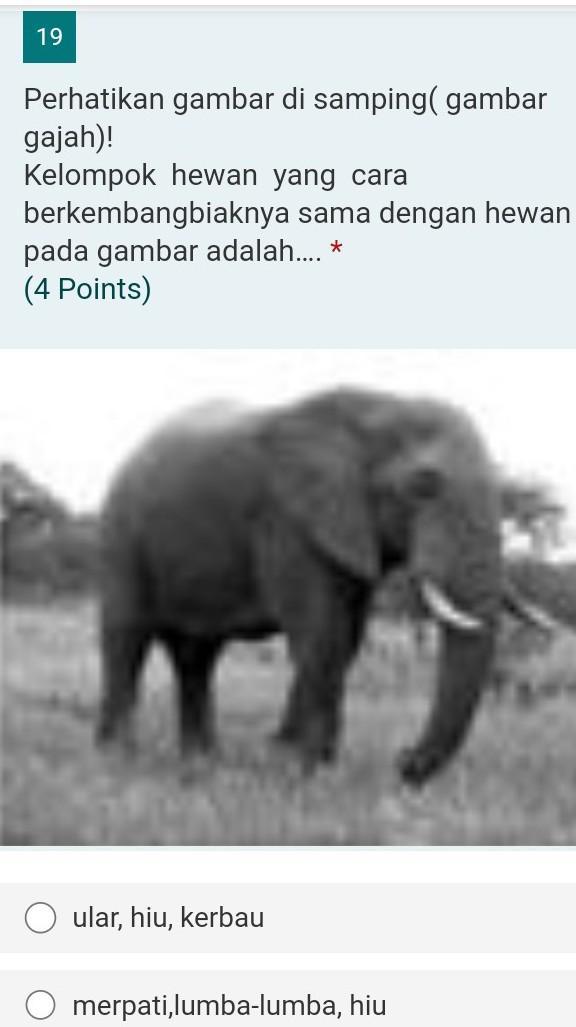 Detail Gambar Gajah Gambar Hiu Nomer 52