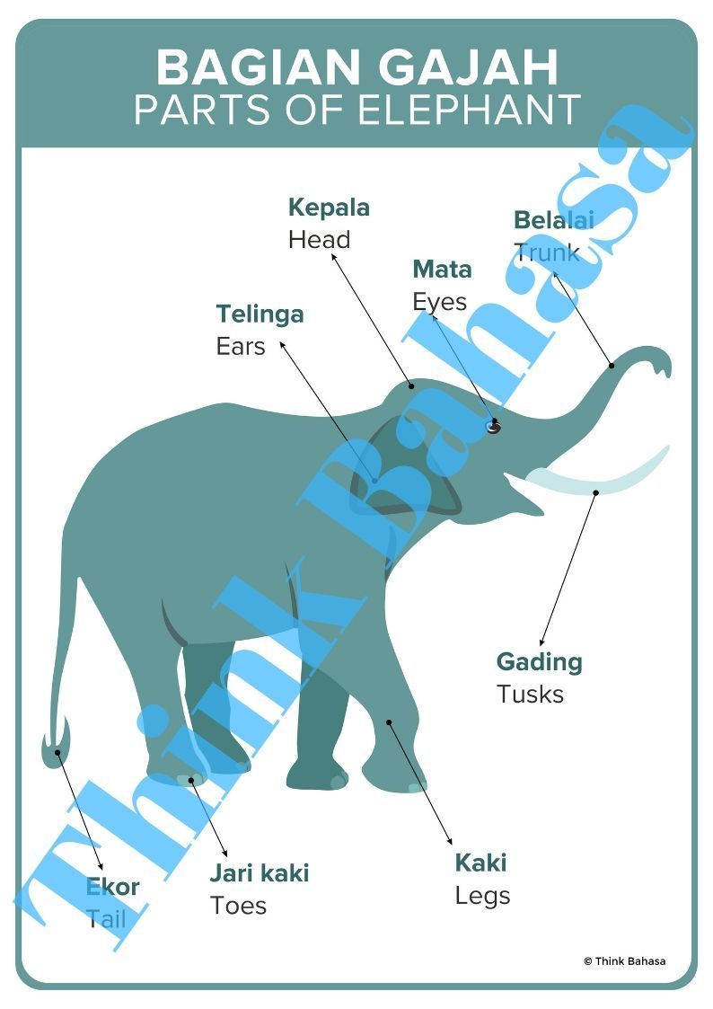 Detail Gambar Gajah Gambar Jari Nomer 24