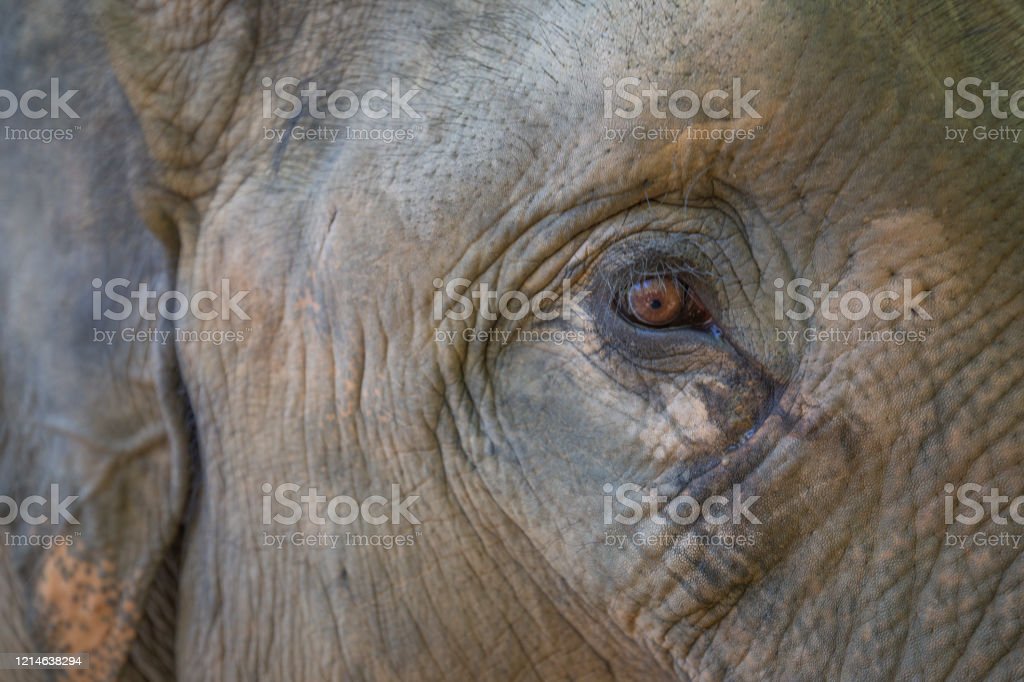 Detail Gambar Gajah Gambar Mata Nomer 30