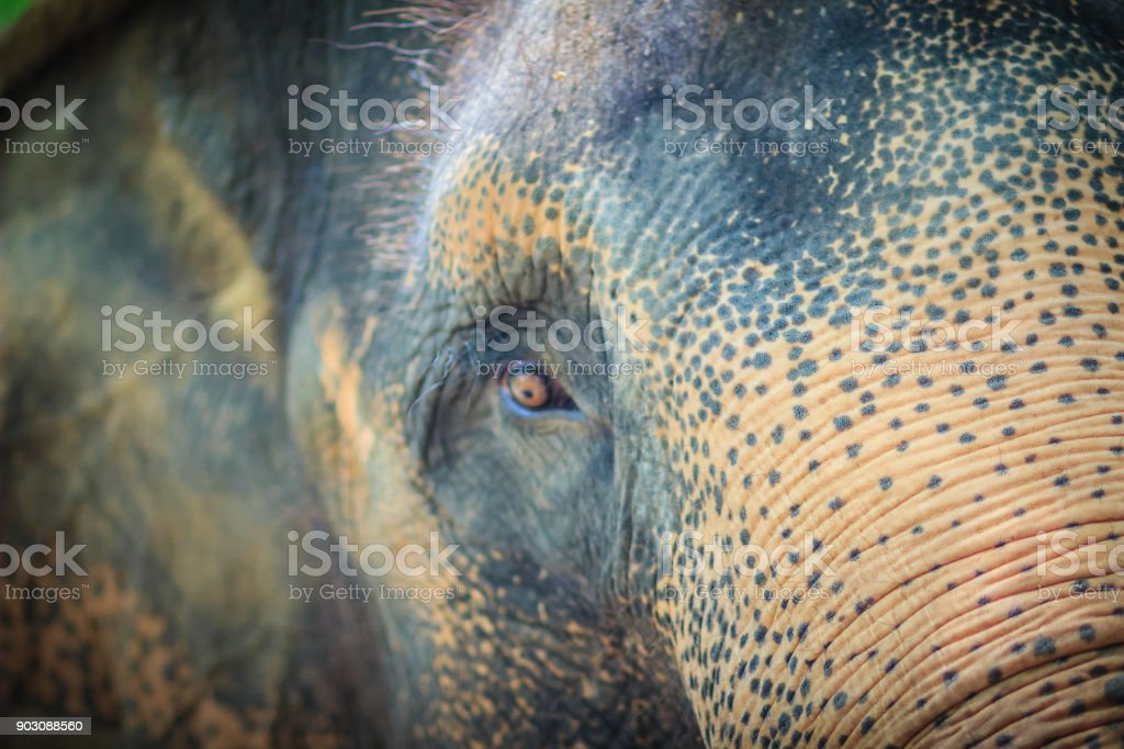 Detail Gambar Gajah Gambar Mata Nomer 38
