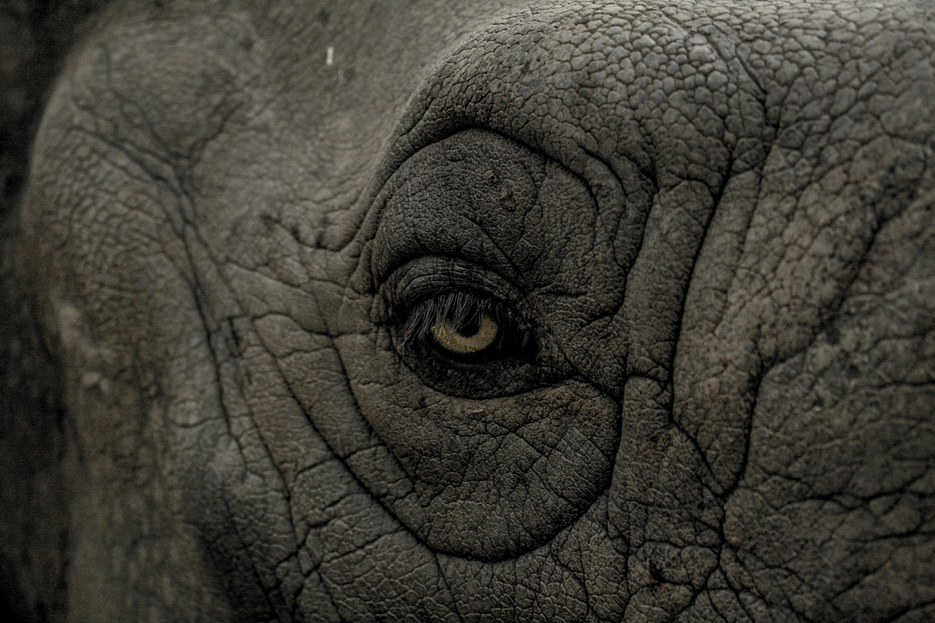 Detail Gambar Gajah Gambar Mata Nomer 52