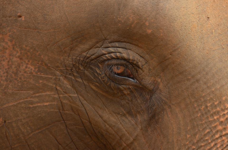 Detail Gambar Gajah Gambar Mata Nomer 9