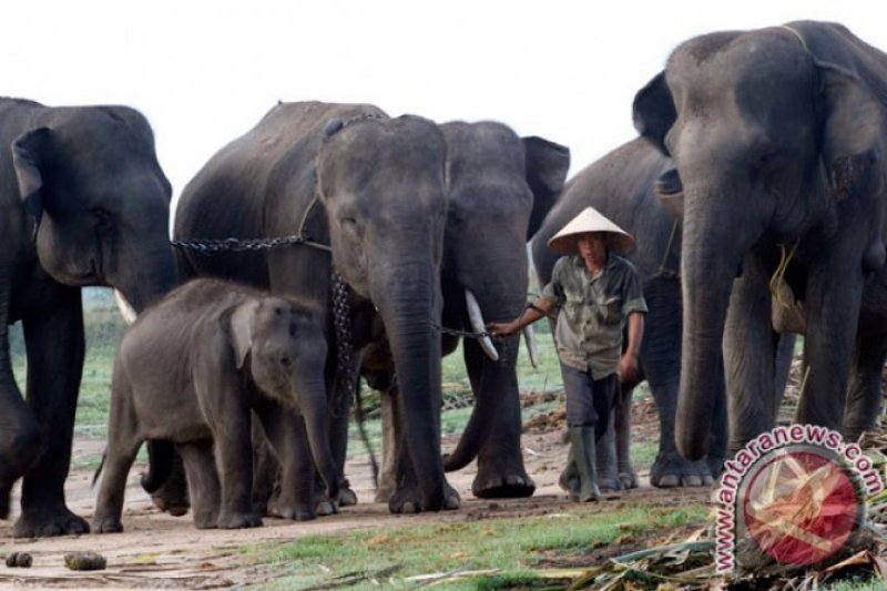 Gambar Gajah Gambar Obor - KibrisPDR