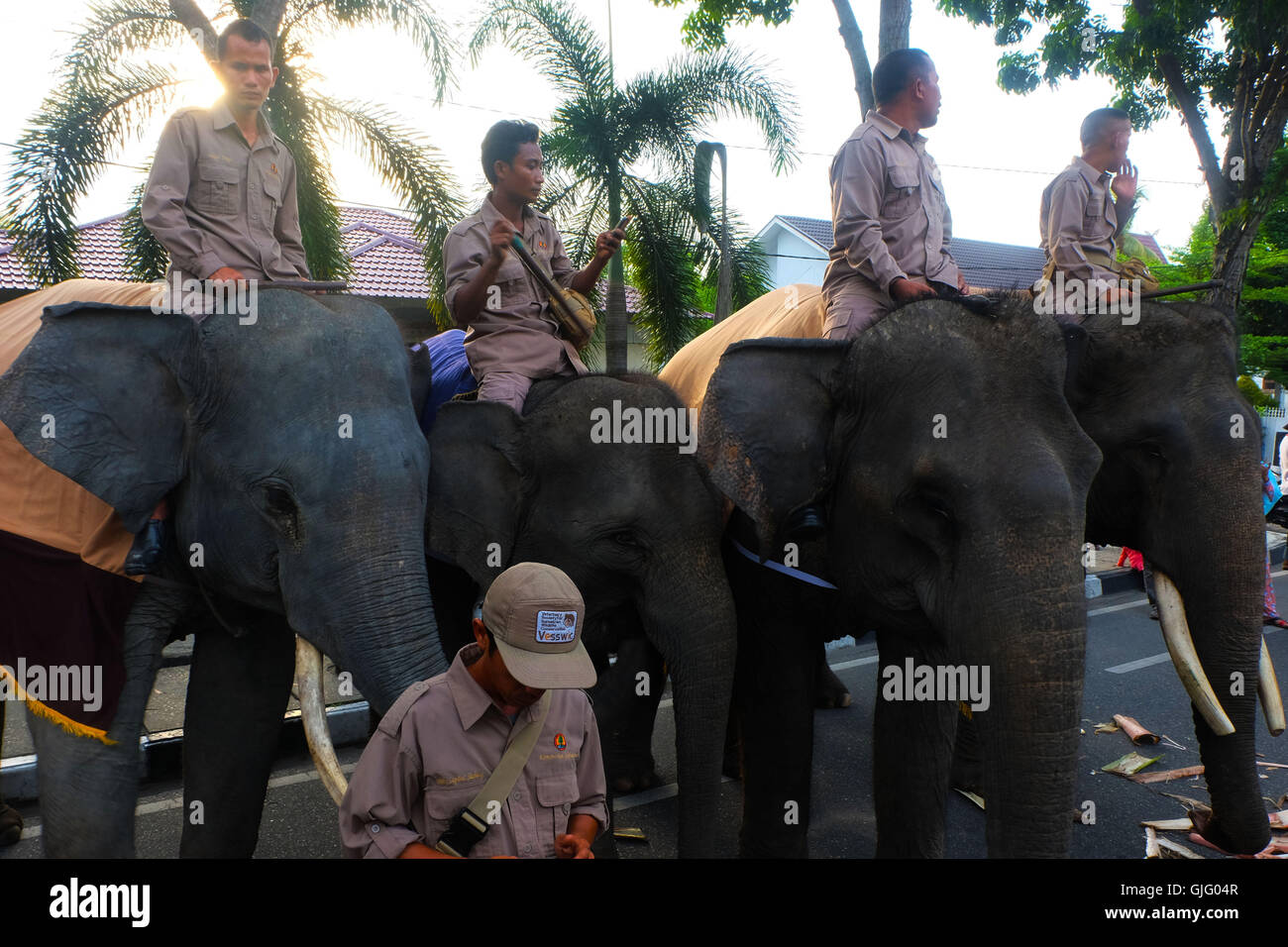 Detail Gambar Gajah Gambar Obor Nomer 18