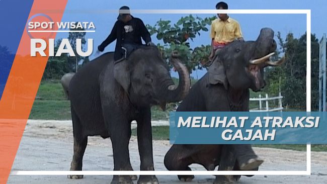 Detail Gambar Gajah Gambar Obor Nomer 27