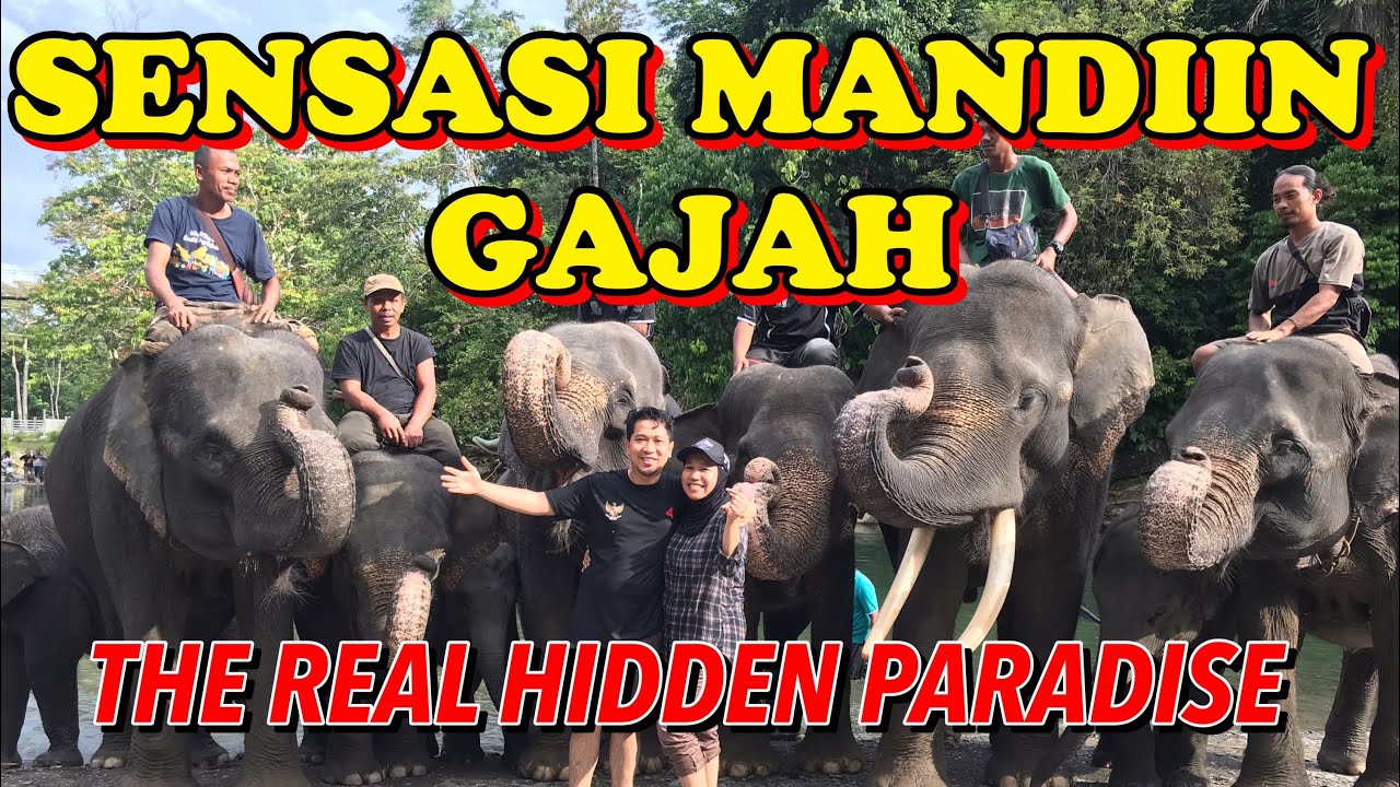 Detail Gambar Gajah Gambar Obor Nomer 35