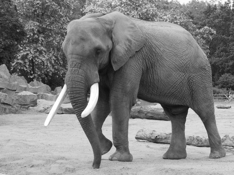 Detail Gambar Gajah Hitam Putih Nomer 24