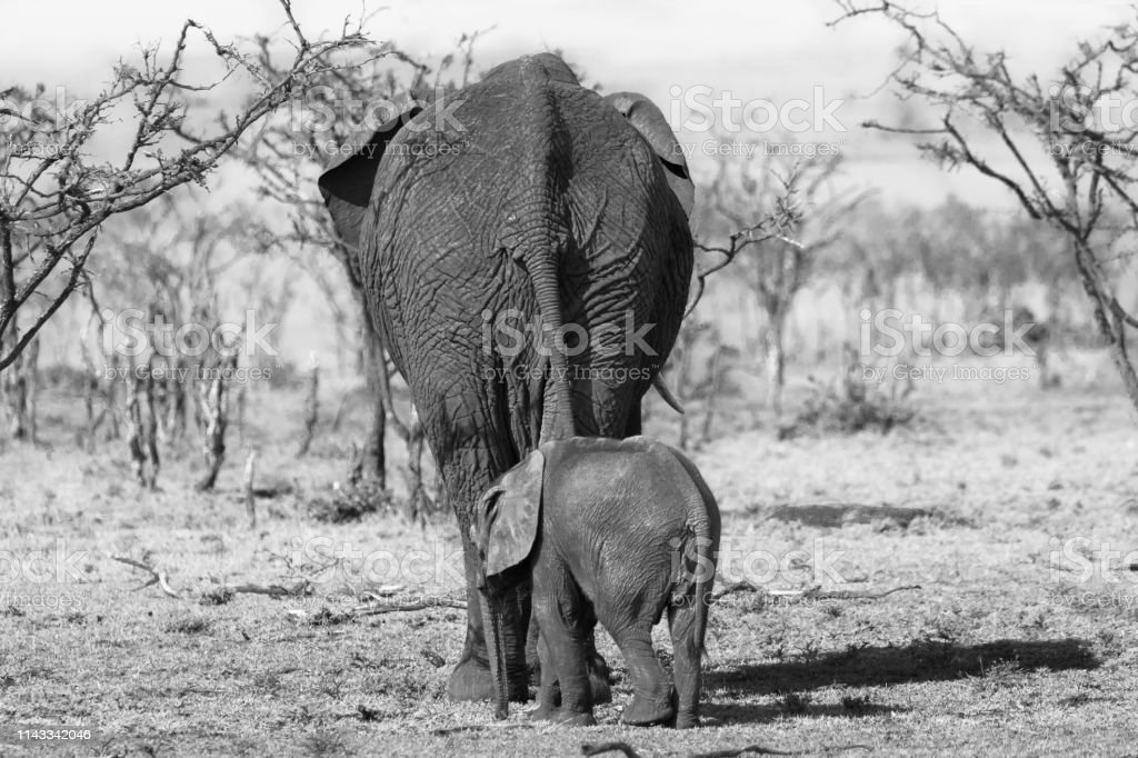 Detail Gambar Gajah Hitam Putih Nomer 36