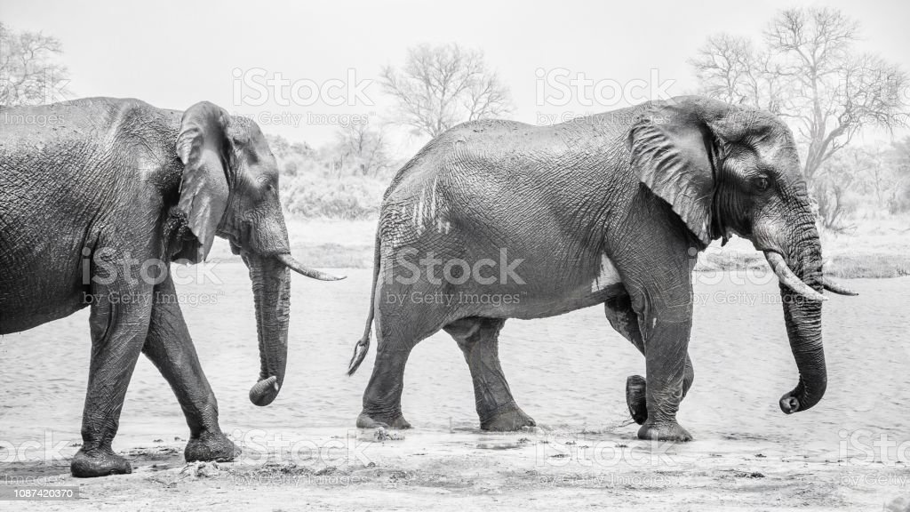 Detail Gambar Gajah Hitam Putih Nomer 37