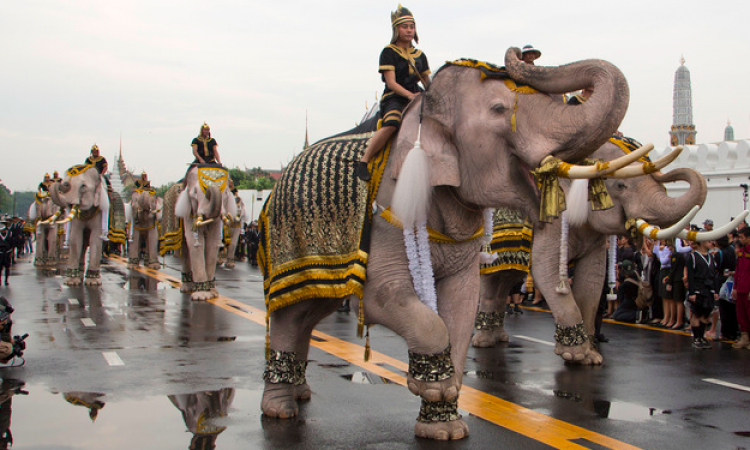 Detail Gambar Gajah Putih Nomer 34