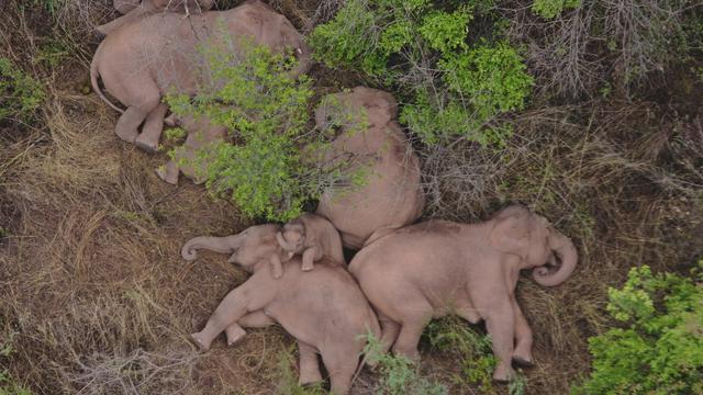 Detail Gambar Gajah Sedang Tidur Nomer 10