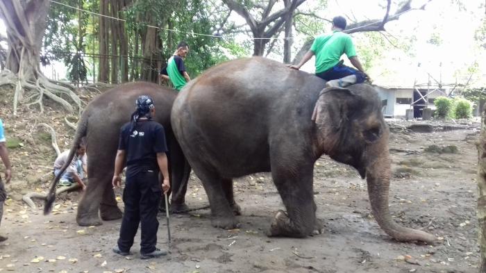 Detail Gambar Gajah Sedang Tidur Nomer 20