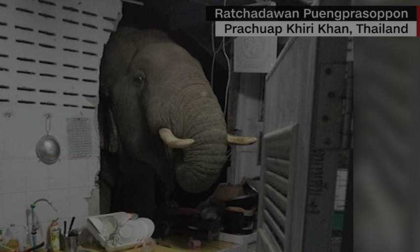 Detail Gambar Gajah Sedang Tidur Nomer 23