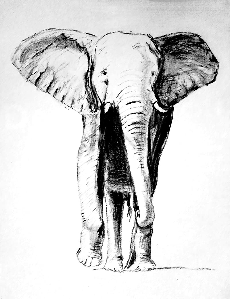 Detail Gambar Gajah Sketch Nomer 13