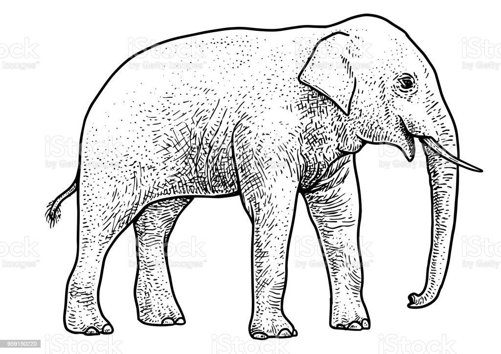 Detail Gambar Gajah Sketch Nomer 23