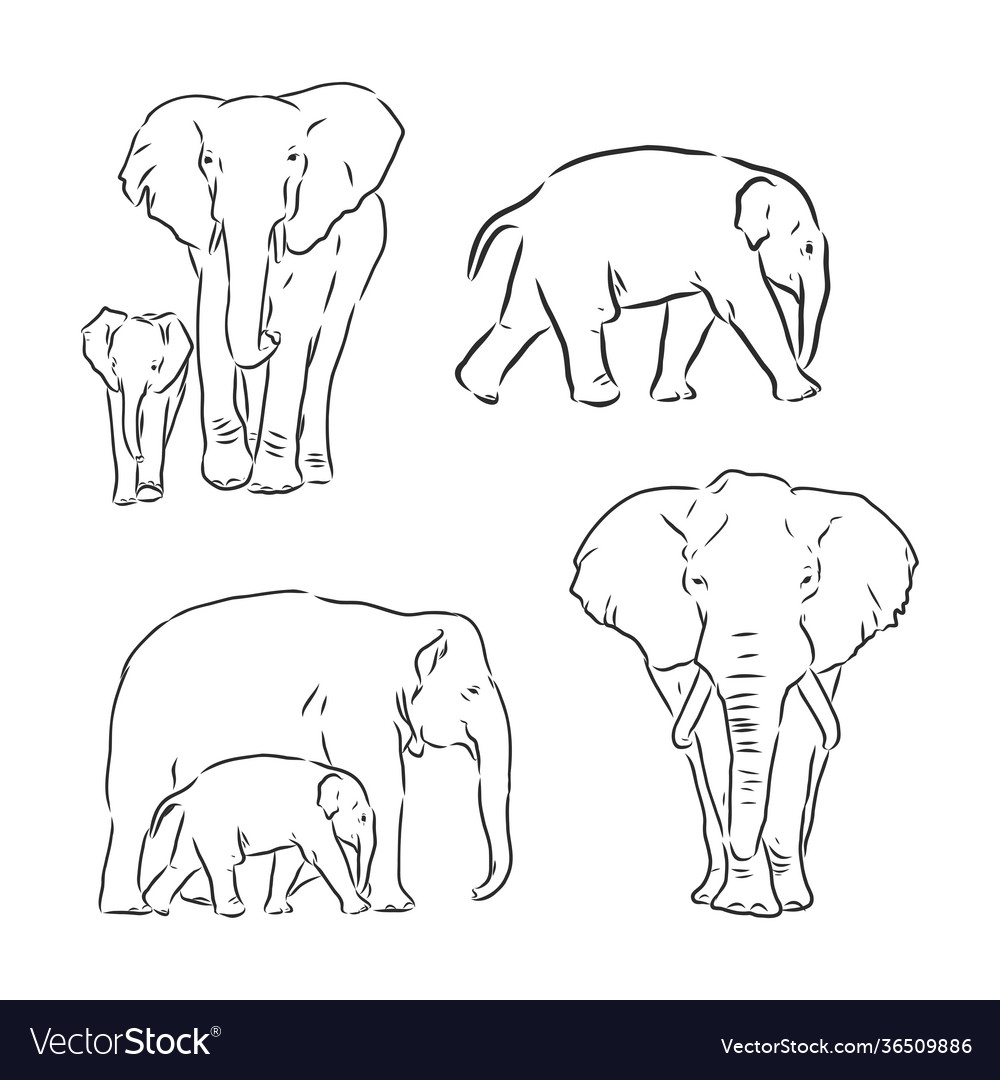 Detail Gambar Gajah Sketch Nomer 46